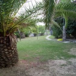 Garten mit großen Palmen und Außendusche der Ferienvilla Ginster an der Costa Rei, Sardinien